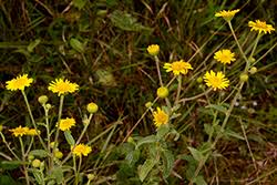 Image result for Lipocarpha chinensis