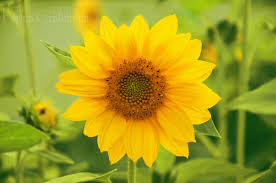 Wann blühen sonnenblumen und buddleja (sommerflieder) ? Die Sonnenblume Blumen Und Co Pflanzen Blog Farinas Fotokunst De
