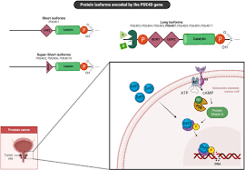 Cyclic nucleotide phosphodiesterases as drug targets - Pharmacological  Reviews