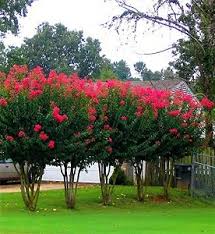 Crape myrtles are plants from warmer regions, so they grow best in the warmer areas of america, in zones 7, 8 and 9. Crape Myrtle Varieties And Guide The Tree Center