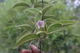Image result for Solanum campylacanthum 'panduriforme type'