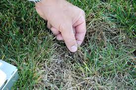 The challenge in applying lawn fertilizer by hand is to get an even distribution of the product over the grass. Yard Irrigation Mistakes Lawn Doctor
