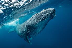 But humpback whales shifting their distribution and behavior can cause unexpected human encounters, and cause new challenges that weren't an issue previously. Humpback Whale Charges Swimmers In Australia Sends Two To Hospital Live Science
