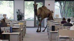 Wednesday hump day camel funny car insurance commercial geico. Pin On Caleb The Geico Camel