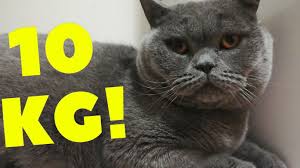 British Shorthair 10 Kg Cat Surpriz Kedi 2020 Kedi Sevimli Kediler Yavru Kediler