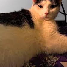 Lost Cats In NEWNAN, GA