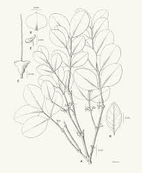 Image result for Memecylon sp. D