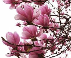 Ancient Chinese Thought Has Symbolized The Magnolia As Purity And Candor The Eastern Thought Also Thinks Magnolia Flower Japanese Magnolia Flowers Nature
