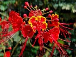 Image result for Buchnera pulcherrima