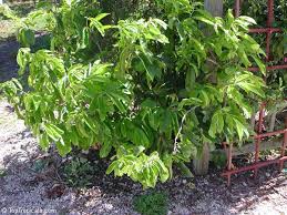 Image result for Artabotrys hexapetalus