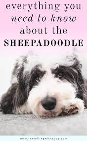 25 Sheepadoodle Breeders In North America Sheepadoodle Best Dogs For Families Sheepadoodle Puppy