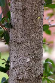 Image result for Dovyalis afra