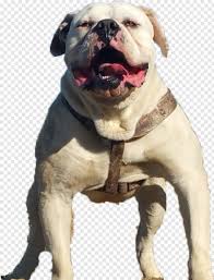 French bulldog breeder in dawsonville. Bulldog American Bulldog Transparent Png Download 600x653 11191044 Png Image Pngjoy