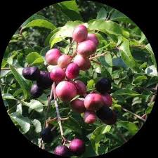 Image result for Clausena anisata