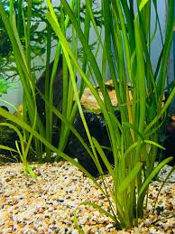 Image result for Vallisneria