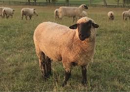 The rambouillet sheep originates from the merino. Nmsu Sheep Breeds Best Suited For Arid Climates