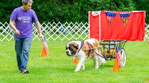 Nouvelle saison commence avec les nouvelles activités à saint bernard sports. Service Dog St Bernard Is Also An Accomplished Akc Dog Sport Athlete