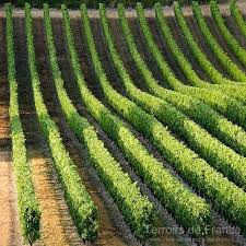 404 Not Found Vignoble Vin Vigne