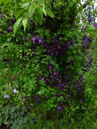 Maybe you would like to learn more about one of these? Clematis Kiri Te Kanawa Clematis In Seattle