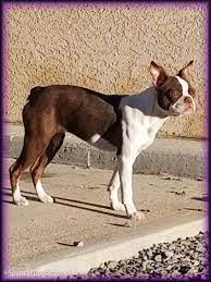 We are boston terrier breeders, breeding top quality boston terriers for over 15 years. Spanky S Boston Terrier Puppies For Sale Start With Awesome Boston Terrier Moms