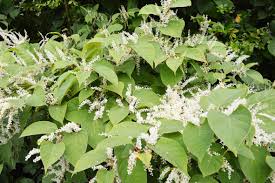 Check spelling or type a new query. How To Identify Japanese Knotweed Near Your Home Property Blog
