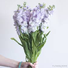 Lavender Stock Flower Fresh Wedding Flowers Purple Wedding Flowers Stock Flower