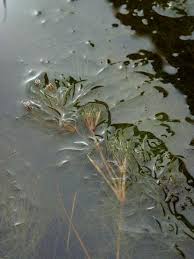 Image result for Websteria confervoides