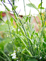 Explore andrew withey's photos on flickr. How To Eat Radish Seed Pods Pickle Them Garden Betty