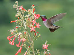 We did not find results for: Attracting Hummingbirds To Your Yard Or Garden Colorado Virtual Library