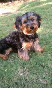 Yorkie Poo Looks Kinda Like My Baby Girl Belle But Belle Has More Poodle Curly Hair Yorkie Poo Haircut Biewer Yorkie Yorkie Poo