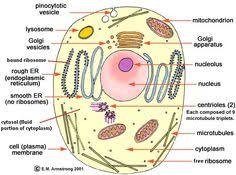 Pizza plant and animal cell lesson plan. 18 School Projects Ideas Animal Cell Project Cells Project Animal Cell