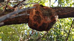 Got A Plum Gall On Your Fruit Tree Hort Coco Uc Master Gardener Program Of Contra Costa Anr Blogs