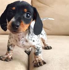 Harlow Indy S New Sister Cute Animals Dachshund Puppies Puppies