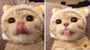 Cutie Cat