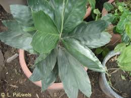 Image result for Eremospatha haullevilleana