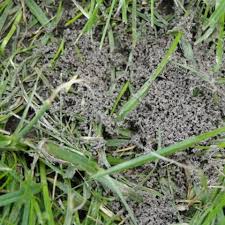 La biologie de la taupe, la météorologie et la végétation font que le début du printemps constitue une période stratégique d'action. Que Puis Je Faire Contre Les Taupes Et Les Fourmis Qui Envahissent Mon Gazon