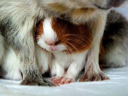 Provided to youtube by tunecore animal ii · d'young teej smile or don't ℗ 2020 rag records released on: Pin On Guinea Pig Love