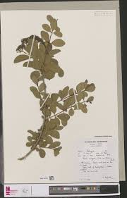 Image result for Brachyachne patentiflora