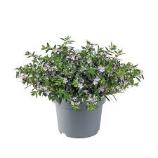 Image result for Cuphea hyssopifolia