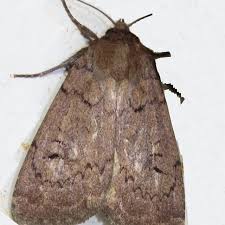 Image result for Graphiphora augur