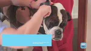 Most puppies eat three to four meals a day when they are growing, and most puppies will have to by scheduling meals, walks, playtime, and other activities in a daily routine, you and your pup will be. How To Clean Up Dog Poop Petmd