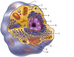 Cell walls are made up of carbohydrates such as cellulose, hemicellulose, and pectin and a complex organic polymer called lignin. Eukaryotic Cell Labeled Diagram Quizlet