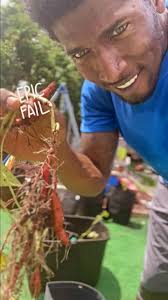 When your sweet potato dreams turn into tiny realities! Read below ⬇️,  Well, they say big things come in small packages, but I think my sweet  potatoes missed that memo! After all the watering, the ...