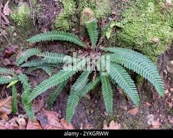 Image result for Blechnaceae