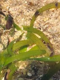 Image result for Thalassia hemprichii