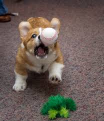 A királynő kutyája (the queen's corgi). Ismerd Meg Erzsebet Kiralyne Legkedveltebb Kutyafajtajat