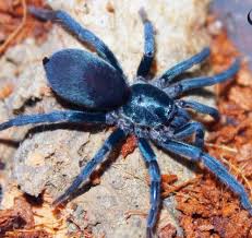 Image result for Holothrix aphylla