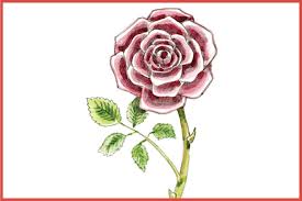 Draw a stem with the help of some curved lines erasing the excess extruding lines, as shown above 4. Images Of Drawing Beautiful Rose Pictures Of Flowers