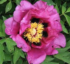 Peonies (paeonia spp.) flower for only a short period in early summer, but these perennials can survive 20 years or more in the. Seedling Rockii Tree Peony