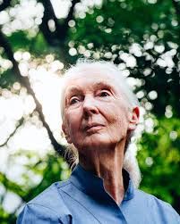 My last Jane post for now, and my dream come true. Finding myself asking  “What would Jane do?” more often. Still so incredibly honored to have this  experience. 📸 @thekittyholland, @janegoodallcan